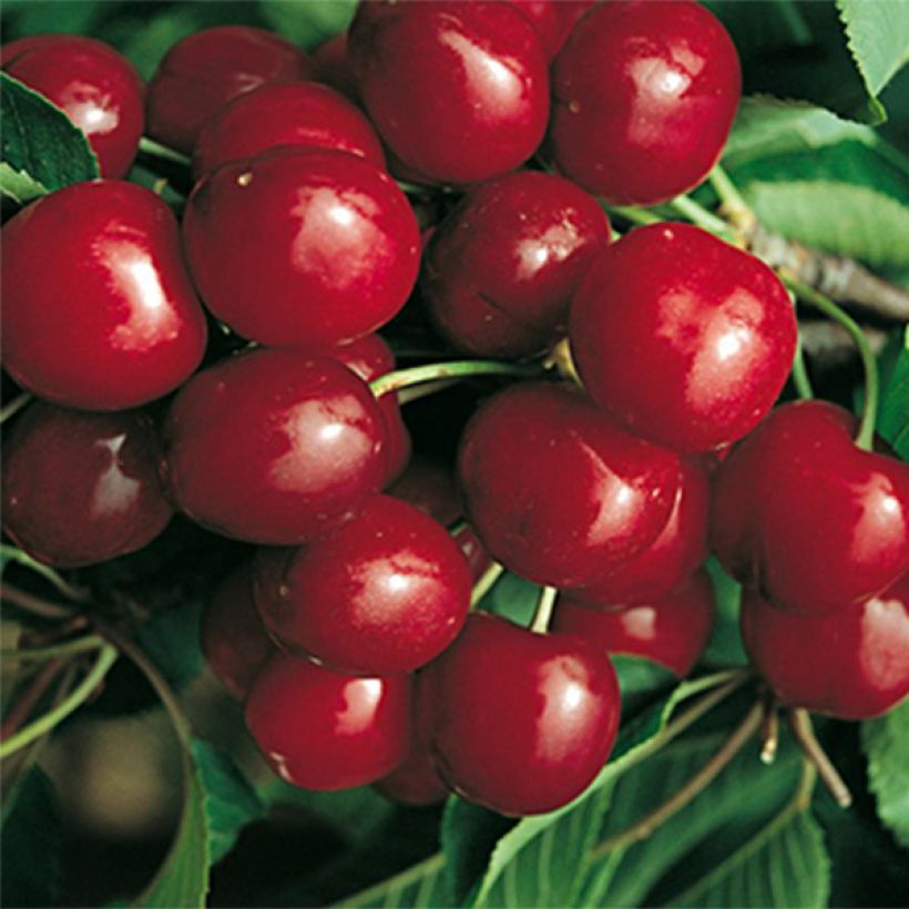 Prunus cerasus Bigarreau Canada Giant - Tart Cherry Tree (Harvest)