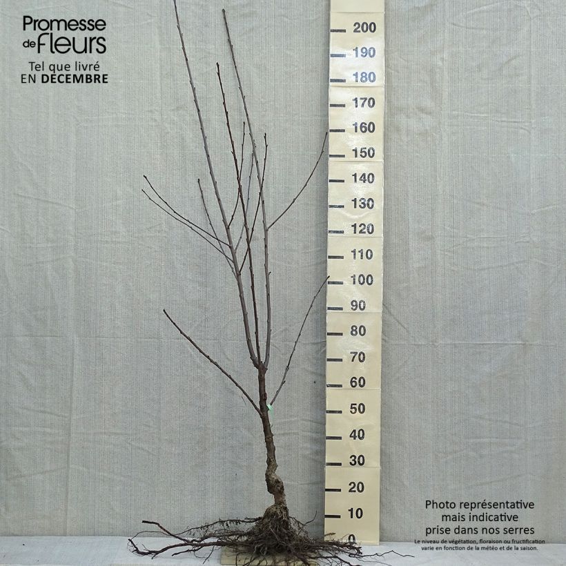 Prunus cerasus Bigarreau Coeur de Pigeon - Tart Cherry Tree Bare root, Goblet sample as delivered in winter
