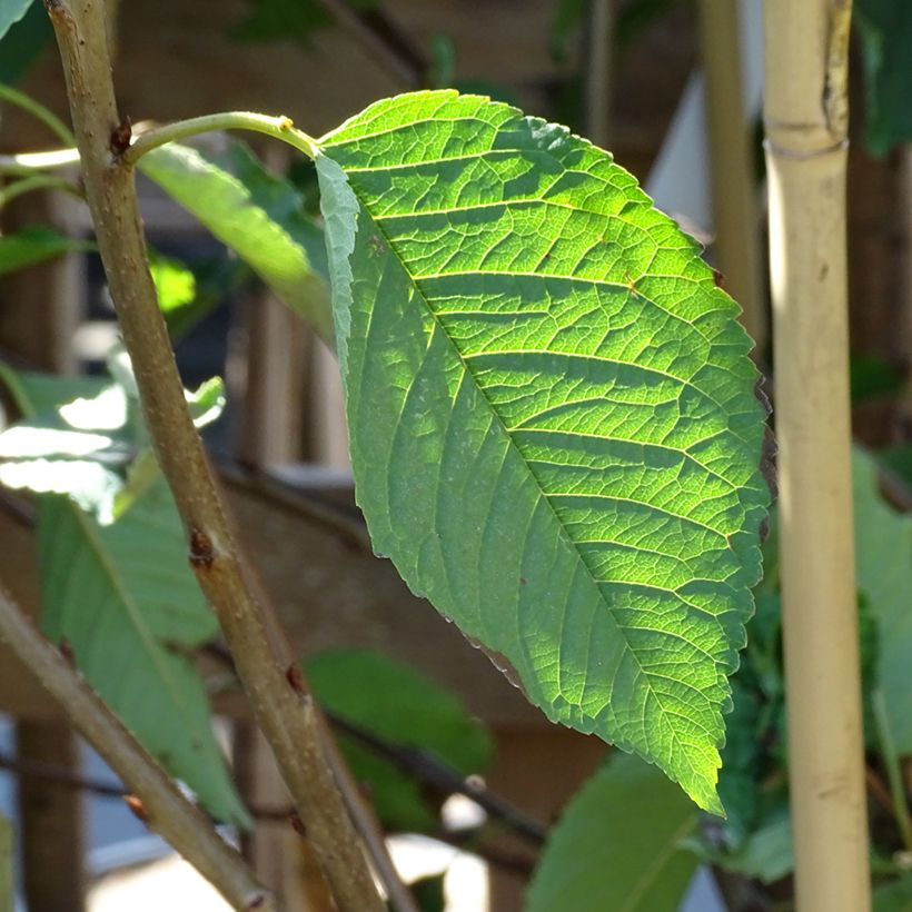 Prunus cerasus Bigarreau Hedelfingen - Tart Cherry Tree (Foliage)