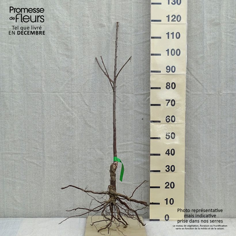 Prunus cerasus Bigarreau Hedelfingen - Tart Cherry Tree sample as delivered in winter