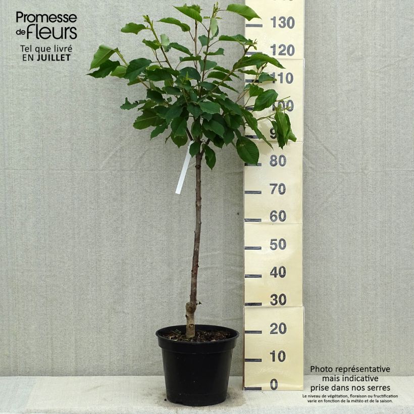 Prunus cerasus Bigarreau Hedelfingen - Tart Cherry Tree 7.5L/10L pot, Goblet sample as delivered in summer
