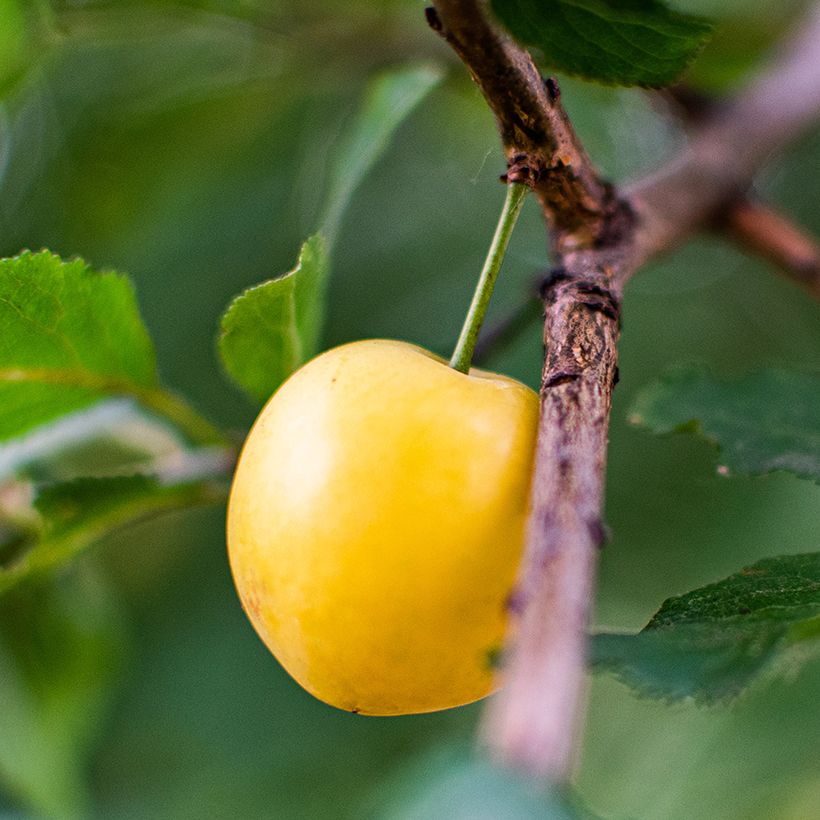 Prunus avium Bigarreau Jaune de Missens - Cherry Tree (Harvest)