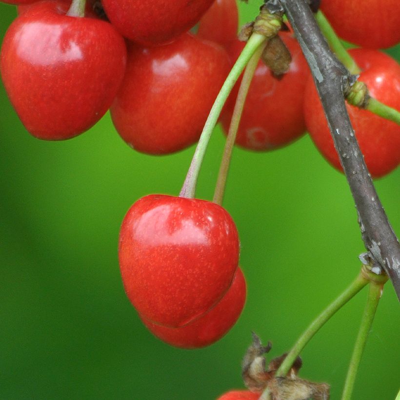 Prunus avium Bigarreau Lapins - Cherry Tree (Harvest)