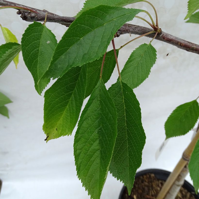 Prunus cerasus Marmotte - Tart Cherry (Foliage)