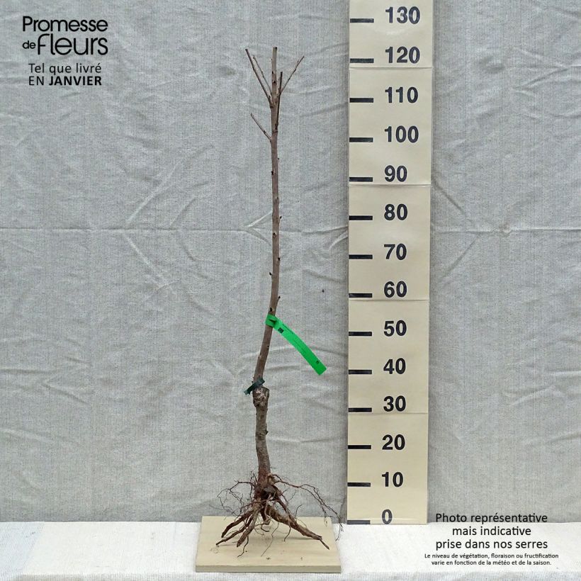 Prunus cerasus Marmotte - Organic Tart Cherry Bare root, Scion sample as delivered in winter