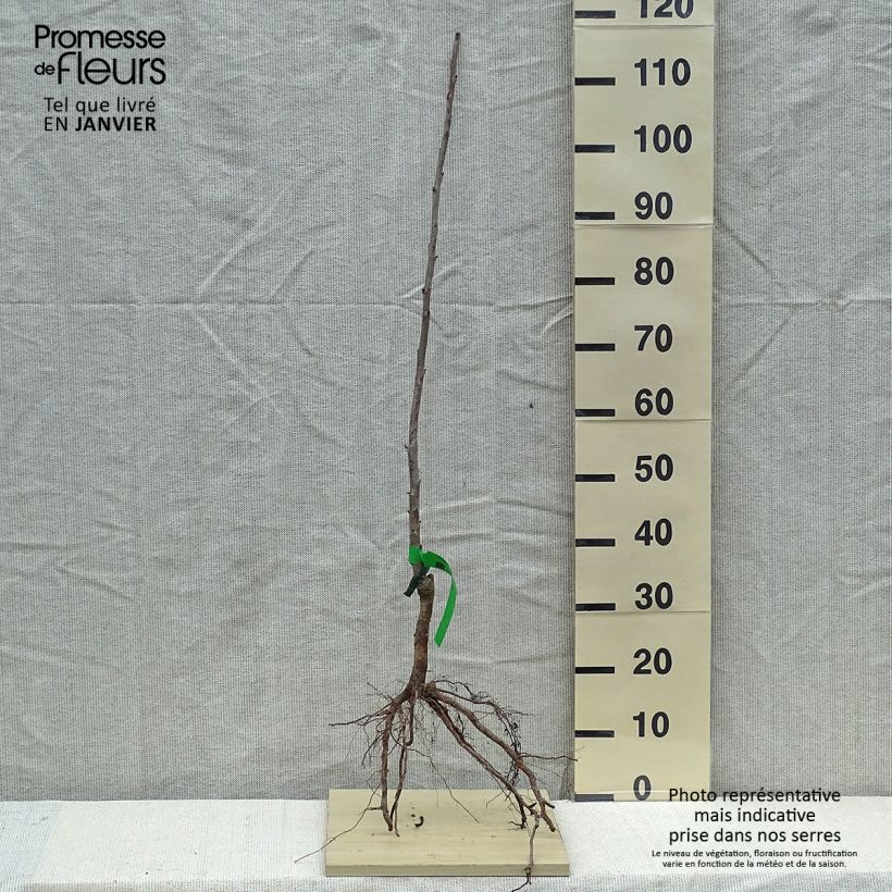 Prunus avium Bigarreau Moreau - Cherry Tree sample as delivered in winter