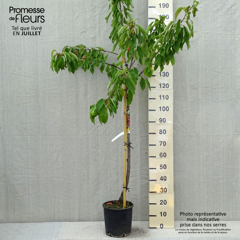 Prunus avium Moreau - Cherry Tree 7.5L/10L pot, Half standard sample as delivered in summer