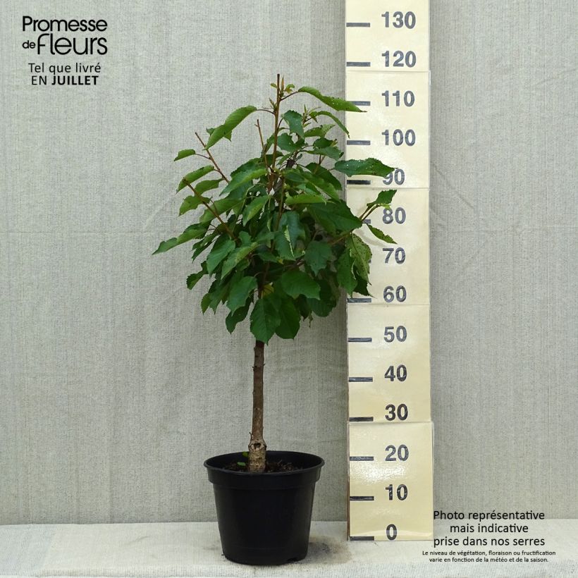 Prunus avium Moreau - Cherry Tree 7.5L/10L pot, Goblet sample as delivered in summer