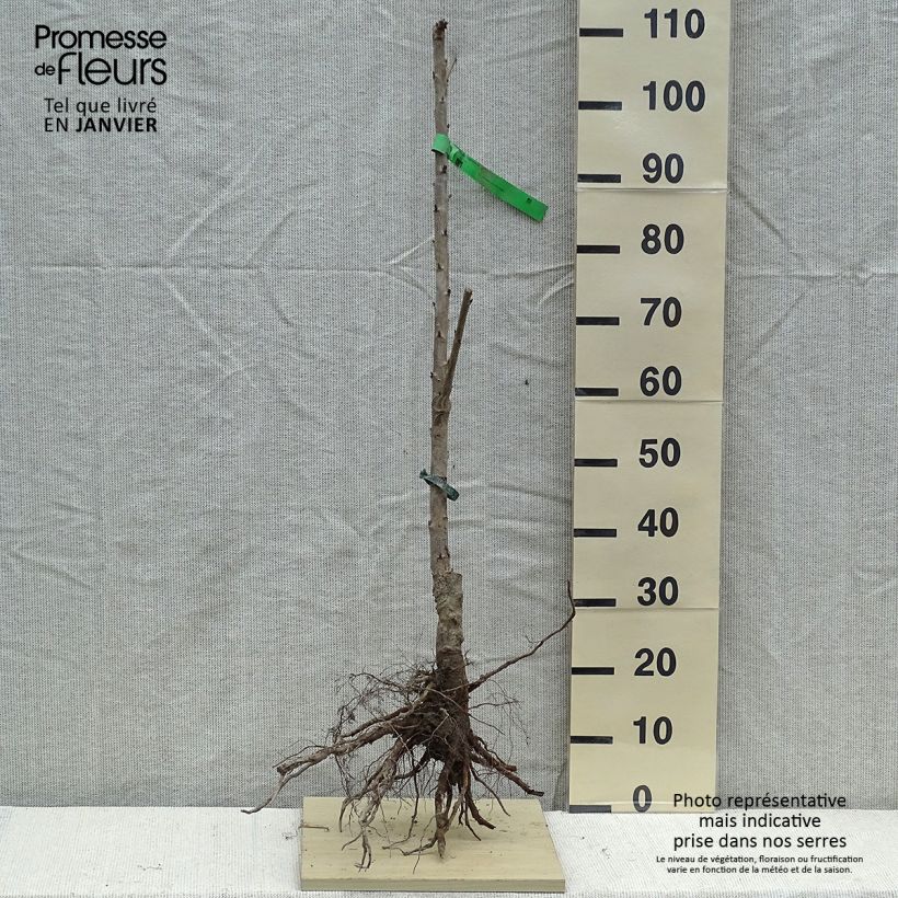 Prunus cerasus Bigarreau Napoléon - Organic Tart Cherry Tree sample as delivered in winter