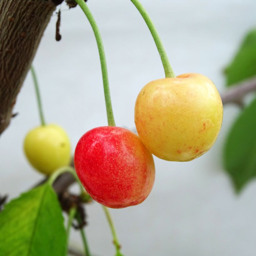 Prunus cerasus Bigarreau Napoléon - Tart Cherry Tree (Harvest)