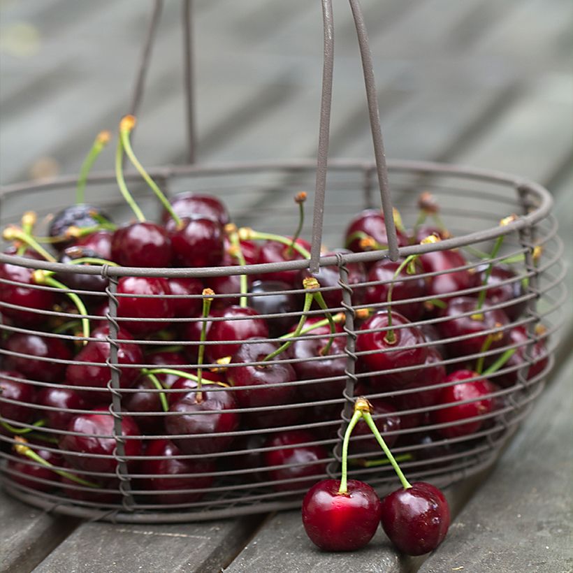 Prunus avium Noir de Meched - Organic Cherry Tree (Harvest)