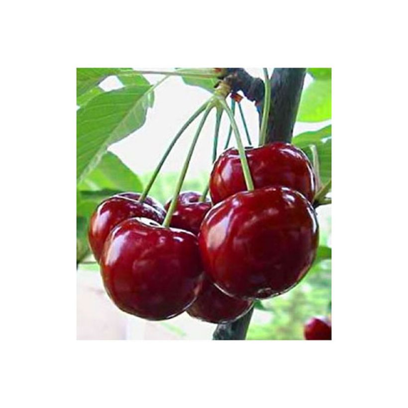 Prunus avium Bigarreau Reverchon - Cherry Tree (Harvest)