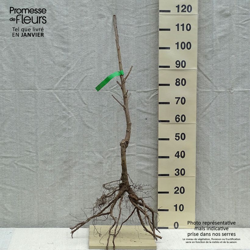 Prunus avium Bigarreau Reverchon - Organic Cherry Tree sample as delivered in winter