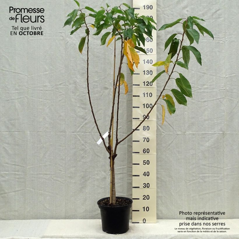 Prunus avium Bigarreau Reverchon - Cherry Tree sample as delivered in autumn