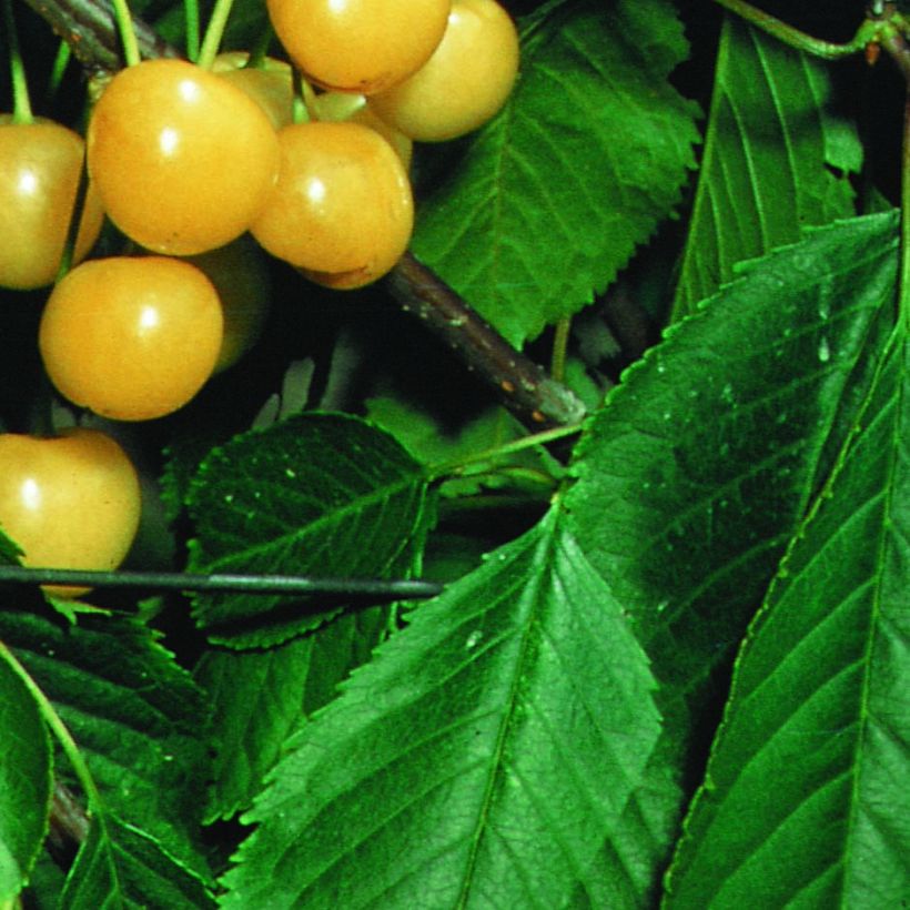 Prunus cerasus Bigarreau Stark Gold - Tart Cherry Tree (Foliage)