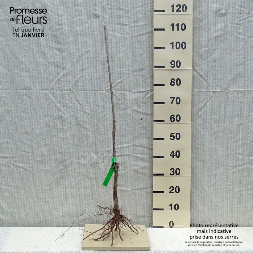 Prunus avium Bigarreau Summit - Organic Cherry Tree sample as delivered in winter