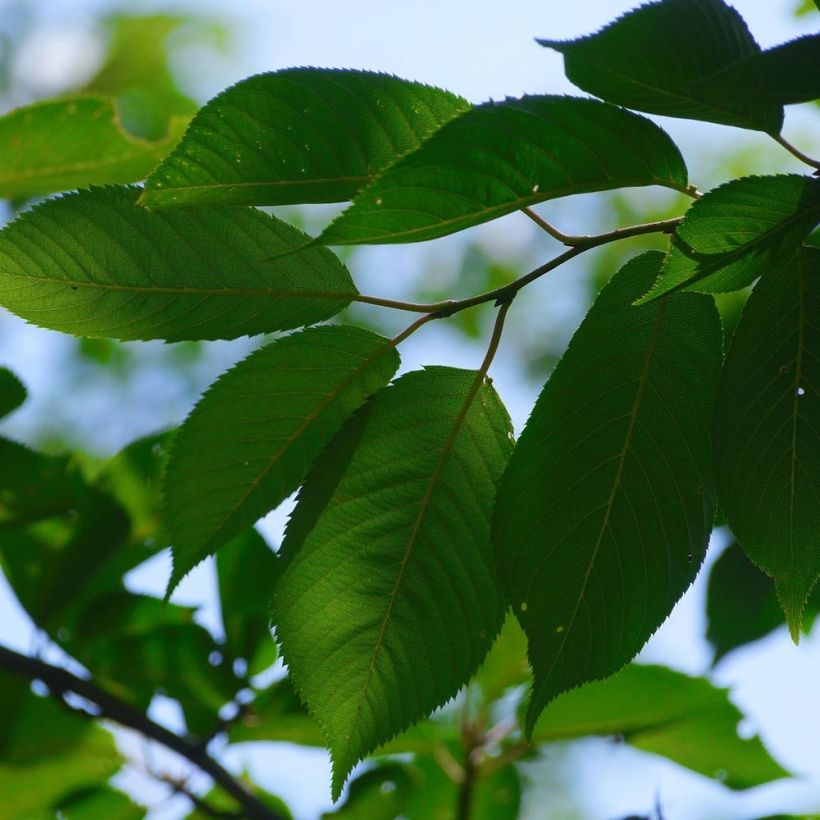 Prunus avium Bigarreau Sunburst - Cherry Tree (Foliage)