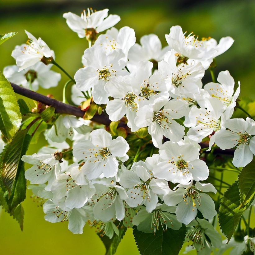Prunus avium Bigarreau Sunburst - Cherry Tree (Flowering)