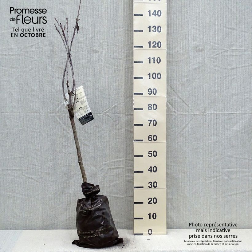 Prunus avium Bigarreau Sunburst - Cherry Tree Ready-to-plant root ball, Goblet sample as delivered in autumn