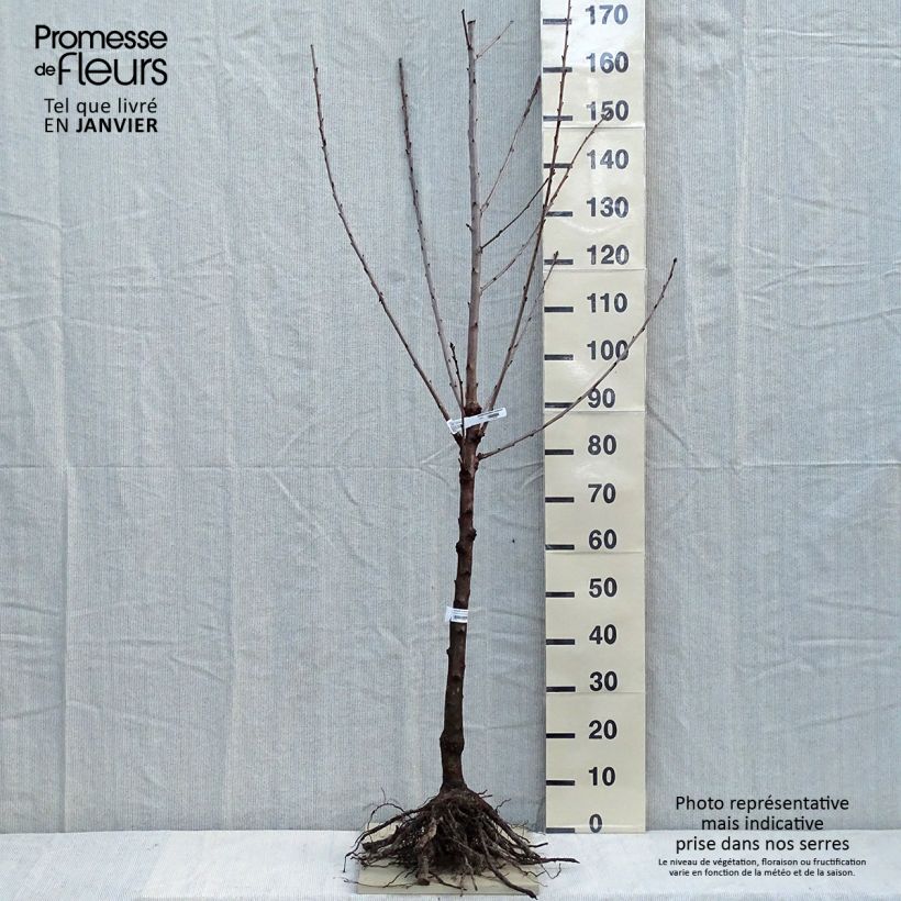 Prunus avium Bigarreau Sunburst - Cherry Tree sample as delivered in winter