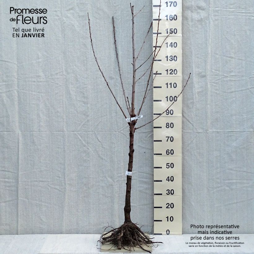 Prunus avium Bigarreau Sunburst - Cherry Tree Bare root, Goblet sample as delivered in winter