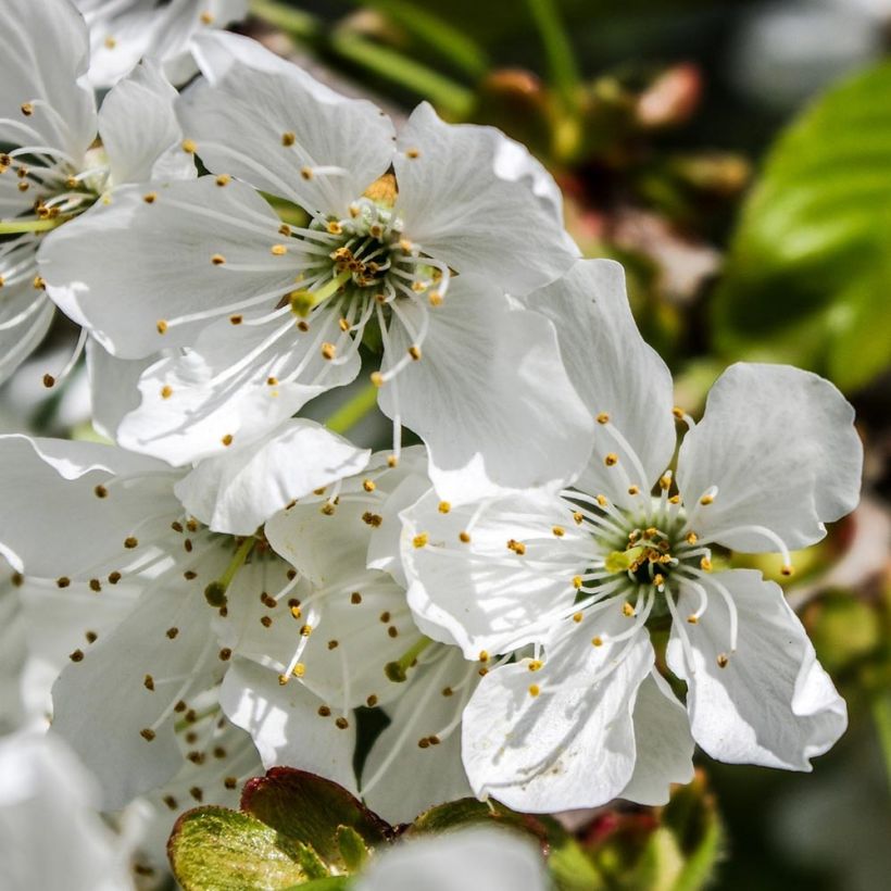 Prunus cerasus Bigarreau Tardif de Vignola - Tart Cherry Tree (Flowering)