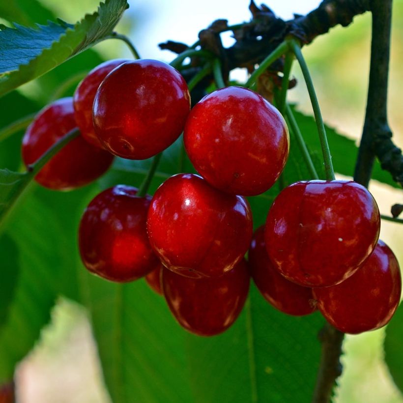 Prunus cerasus Bigarreau Tardif de Vignola - Tart Cherry Tree (Harvest)