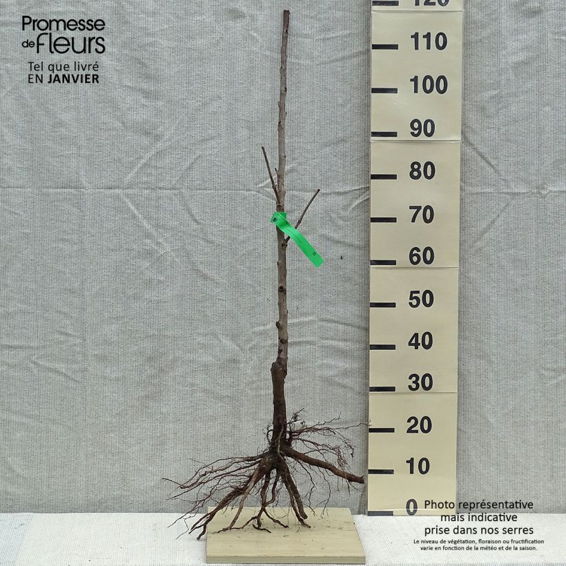 Prunus cerasus Bigarreau Tardif de Vignola - Tart Cherry Tree Bare root, Scion sample as delivered in winter