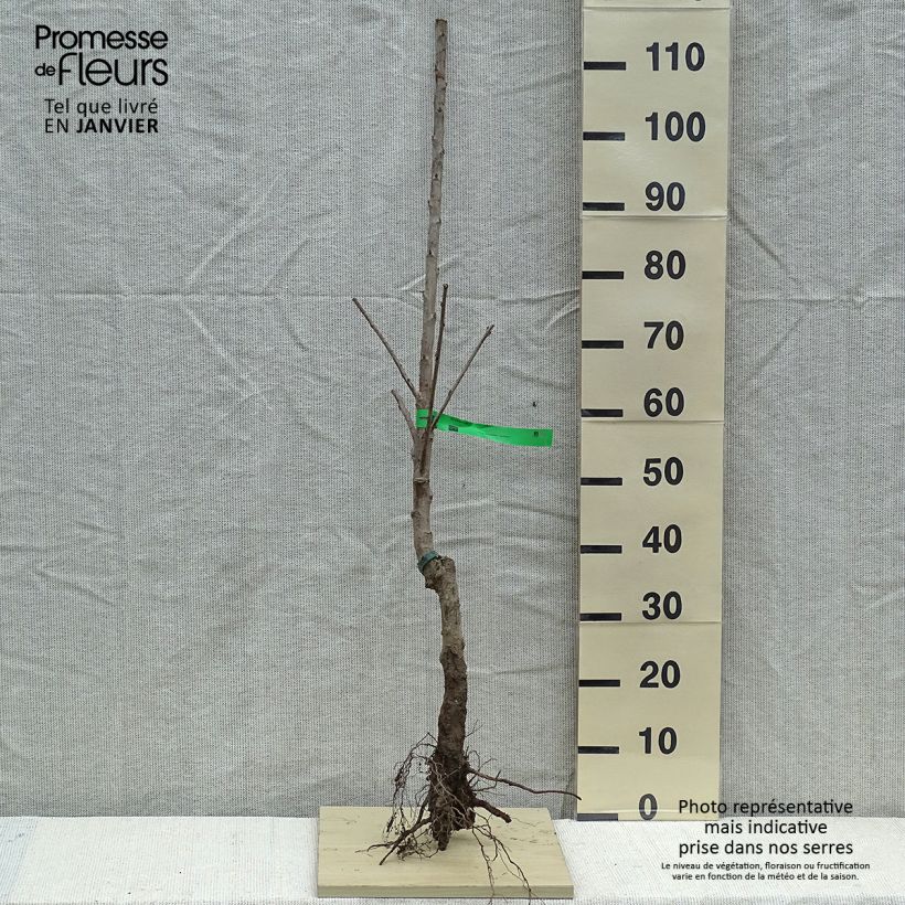 Prunus cerasus Van - Tart Cherry Bare root, Scion sample as delivered in winter
