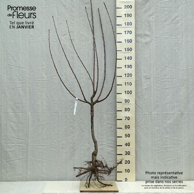 Prunus avium Van - Cherry Tree Bare root, Goblet sample as delivered in winter