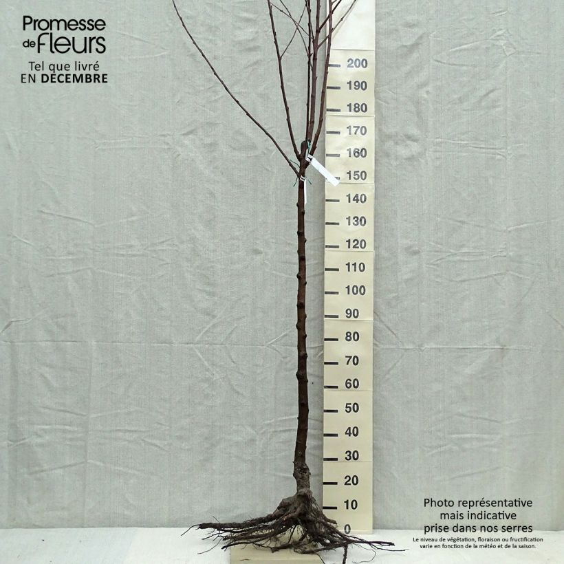 Prunus avium Van - Cherry Tree Bare root, Half standard sample as delivered in winter