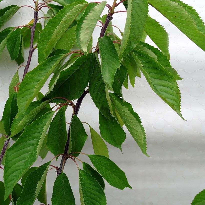 Prunus avium Van - Cherry Tree (Foliage)