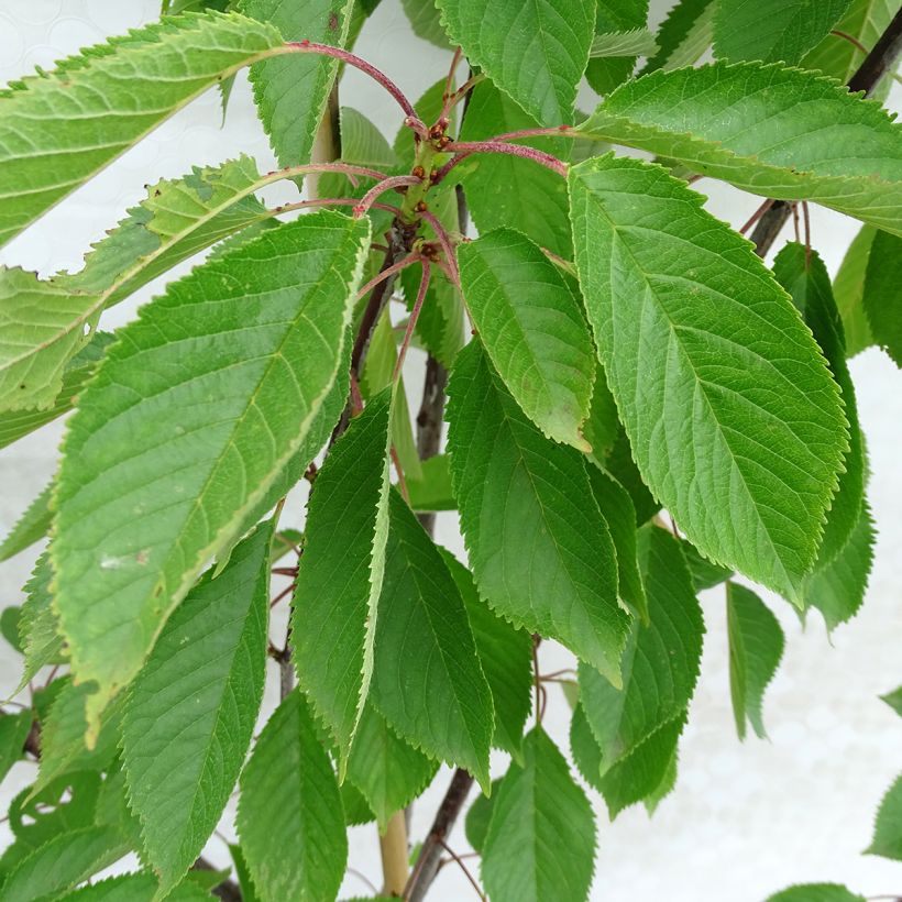 Prunus cerasus Early Rivers - Tart Cherry Tree (Foliage)