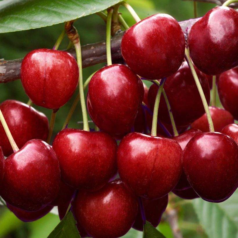 Prunus cerasus Early Rivers - Tart Cherry Tree (Harvest)