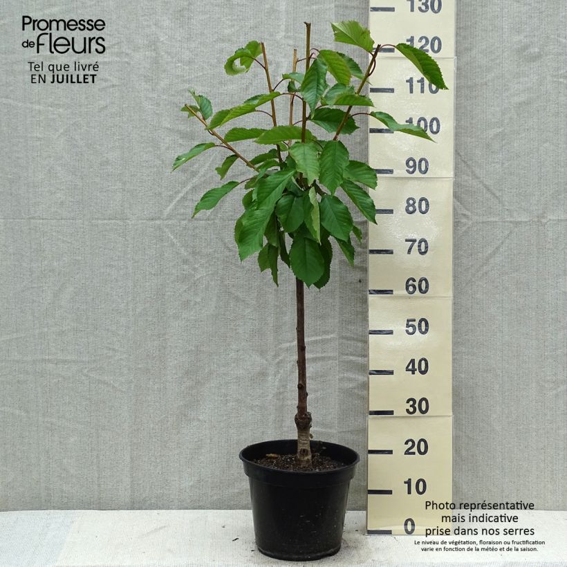 Prunus cerasus Early Rivers - Tart Cherry Tree 7.5L/10L pot, Goblet sample as delivered in summer