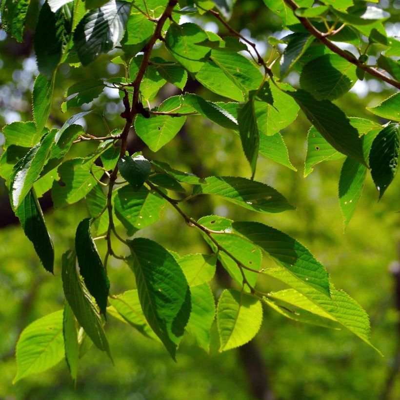 Prunus cerasus Griotte du Nord - Tart Cherry Tree (Foliage)