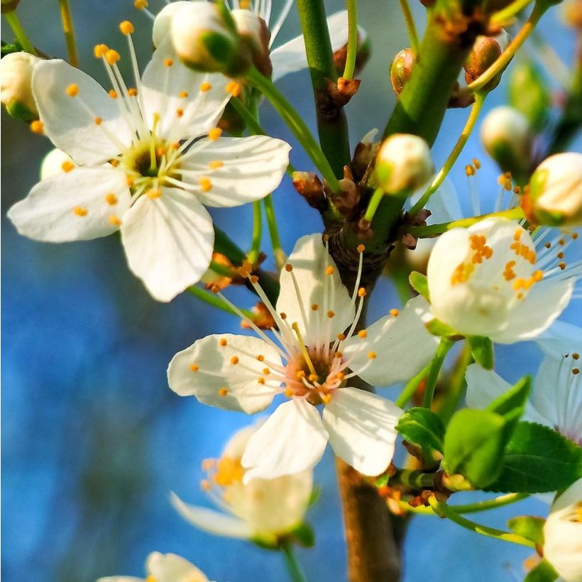 Prunus cerasus Griotte du Nord - Tart Cherry Tree (Flowering)