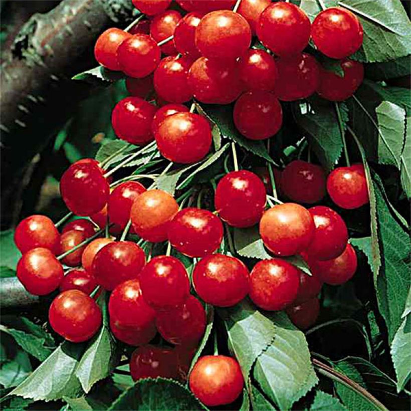 Prunus cerasus Griottier Griotte de Montmorency -Tart Cherry Tree (Harvest)