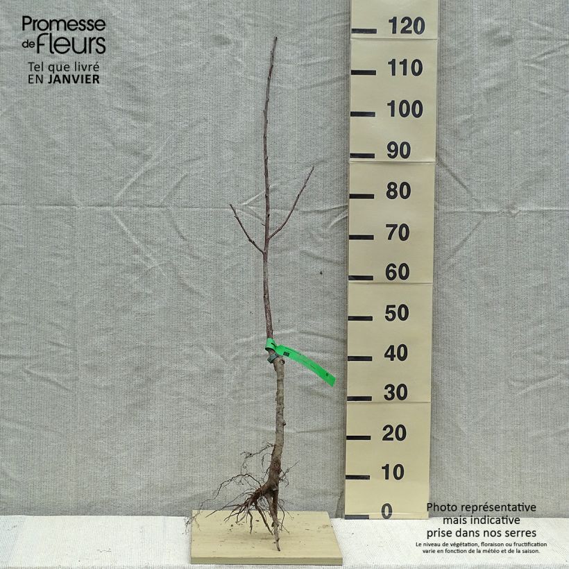Organic Prunus cerasus Griottier Griotte de Montmorency - Tart Cherry Tree Bare root, Scion sample as delivered in winter