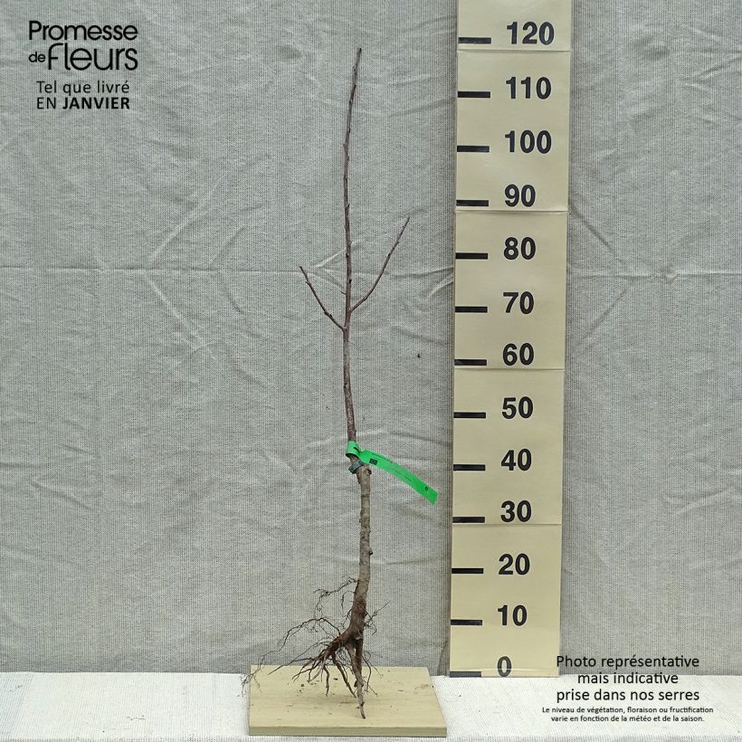 Organic Prunus cerasus Griottier Griotte de Montmorency - Tart Cherry Tree sample as delivered in winter