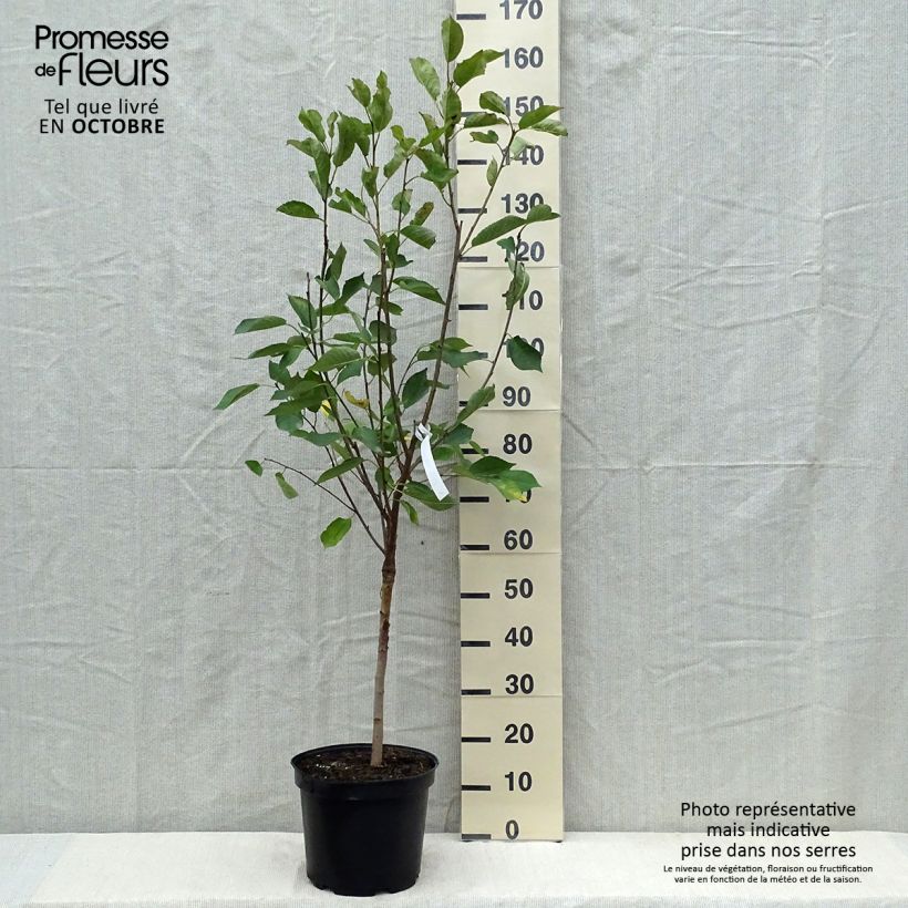Prunus cerasus Griottier Griotte de Montmorency -Tart Cherry Tree 7.5L/10L pot, Goblet sample as delivered in autumn