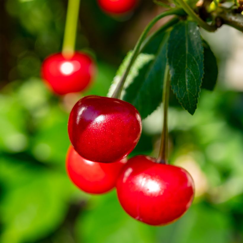 Prunus cerasus Hong kong - Tart Cherry Tree (Harvest)