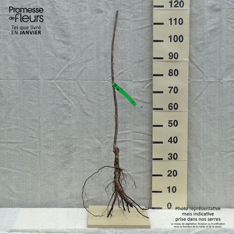 Prunus cerasus Rainier - Tart Cherry Bare root, Scion sample as delivered in winter