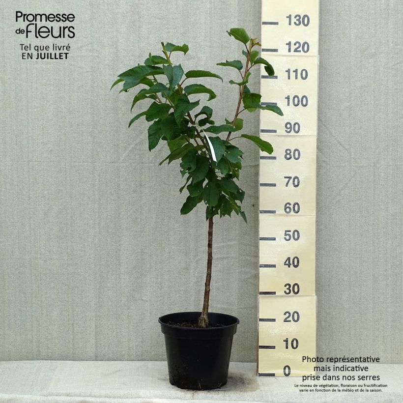 Prunus cerasus Rainier - Tart Cherry 7.5L/10L pot, Goblet sample as delivered in summer