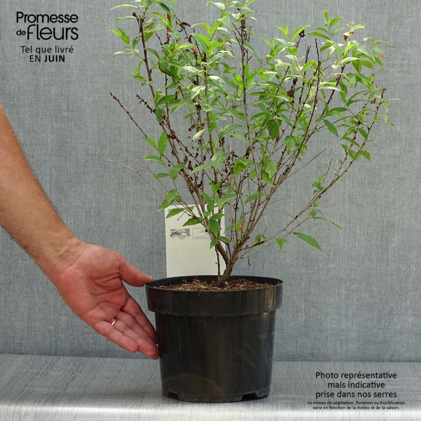 Prunus glandulosa Alba Plena - Dwarf flowering Almond 2L/3L pot sample as delivered in summer