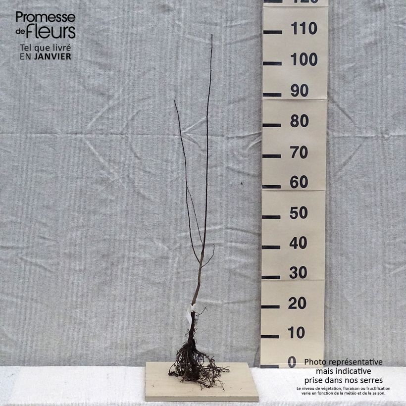 Prunus cerasifera - Cherry Plum sample as delivered in winter