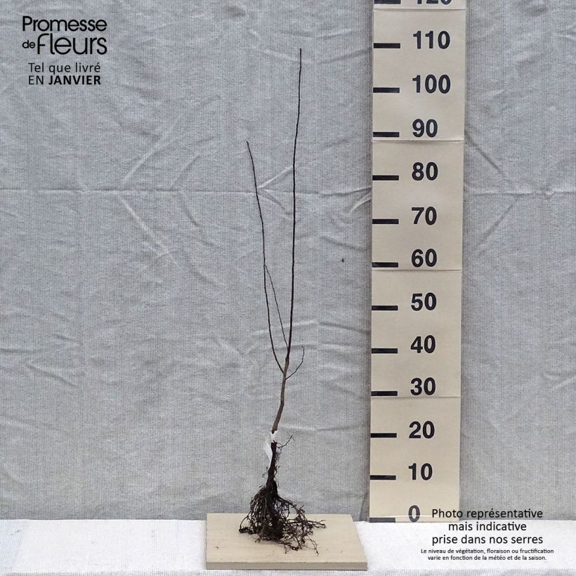 Prunus cerasifera - Cherry Plum Bare root sample as delivered in winter
