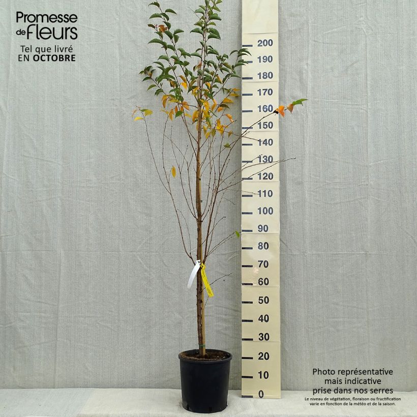 Prunus Pandora - Cherry sample as delivered in autumn