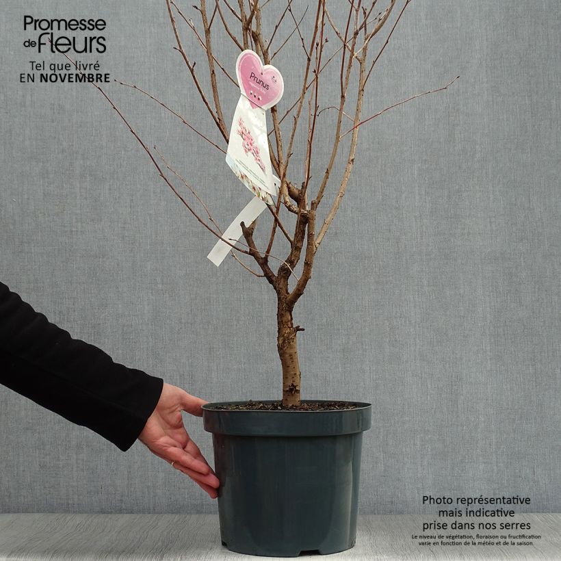 Prunus nipponica var. kurilensis Ruby - Kuril Cherry 7.5L/10L pot sample as delivered in autumn