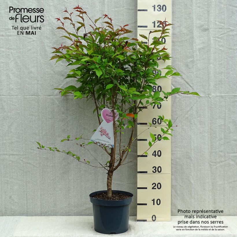 Prunus nipponica var. kurilensis Ruby - Kuril Cherry sample as delivered in spring